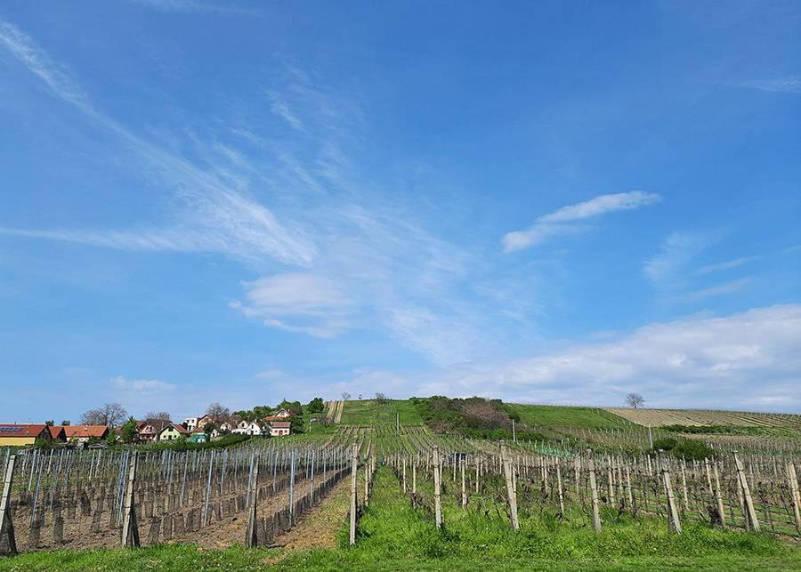 Affittacamere Sklep Vino Strycek Velké Bílovice Esterno foto